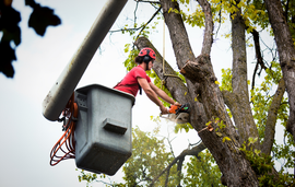 Worker in a red shirt trims tree branches from a bucket lift.