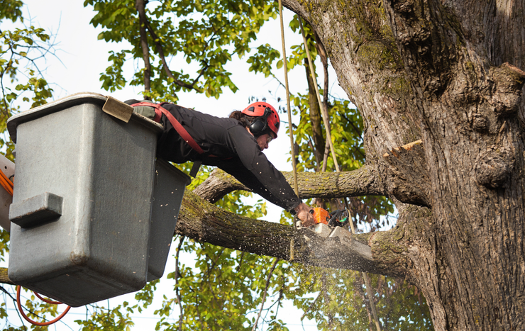 Tree worker in a red helmet trimming a large branch from a bucket lift.