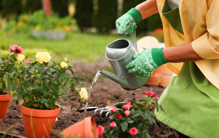 Gardener watering flowers in a garden bed with a metal watering can and green gloves
