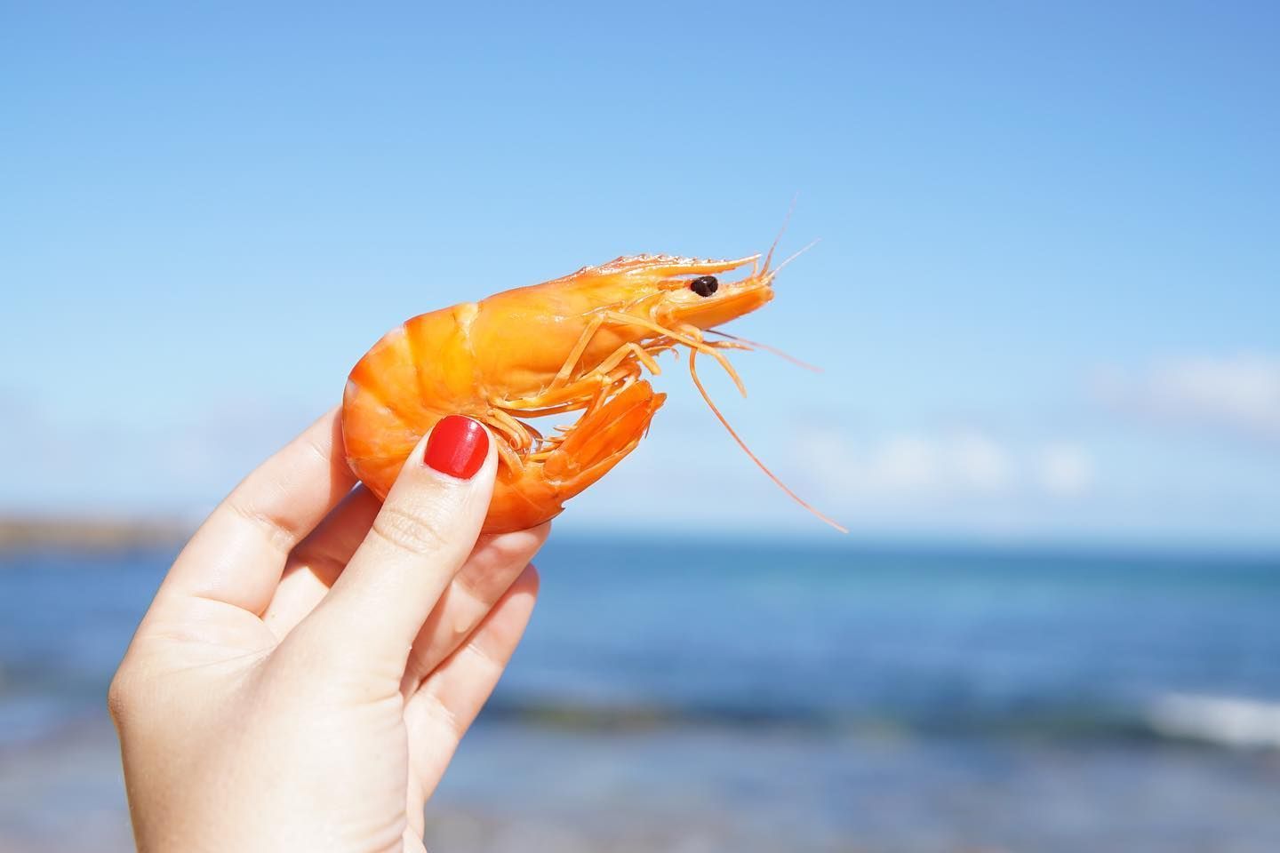 A Woman Holding A Shrimp In Her Hand On The Beach — Mooloolaba Fisheries On The Spit In Mooloolaba, QLD