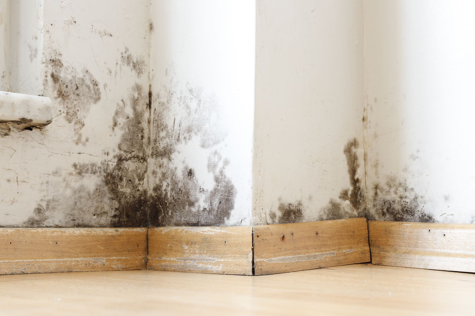 Black mold stains on a white wall above a wooden baseboard near the floor.