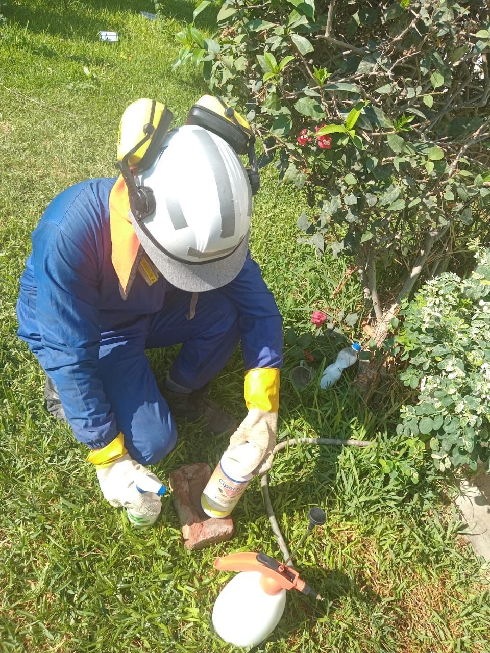 Un trabajador con mono azul y casco está arrodillado sobre el césped podando un pequeño árbol junto a un cubo blanco.