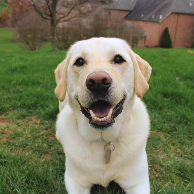 NW PA Pet Emergency Center Erie, PA Home