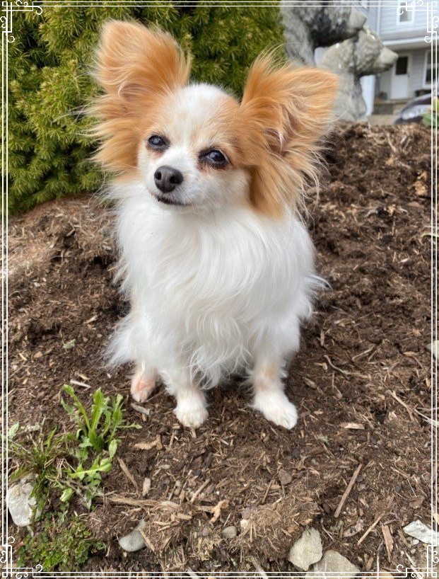 NW PA Pet Emergency Center Erie, PA Home