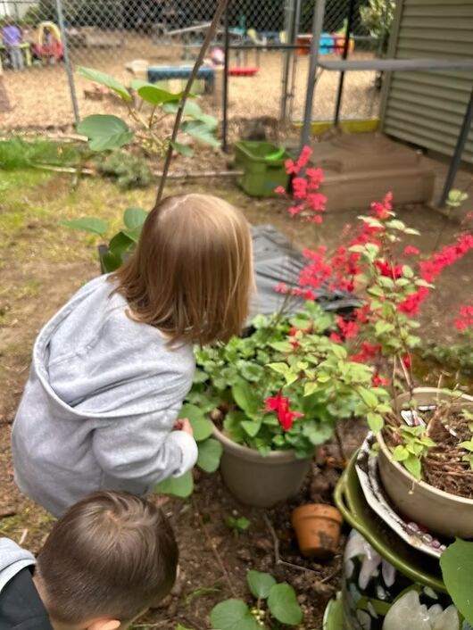 Two children gardening among potted red flowers in a fenced backyard
