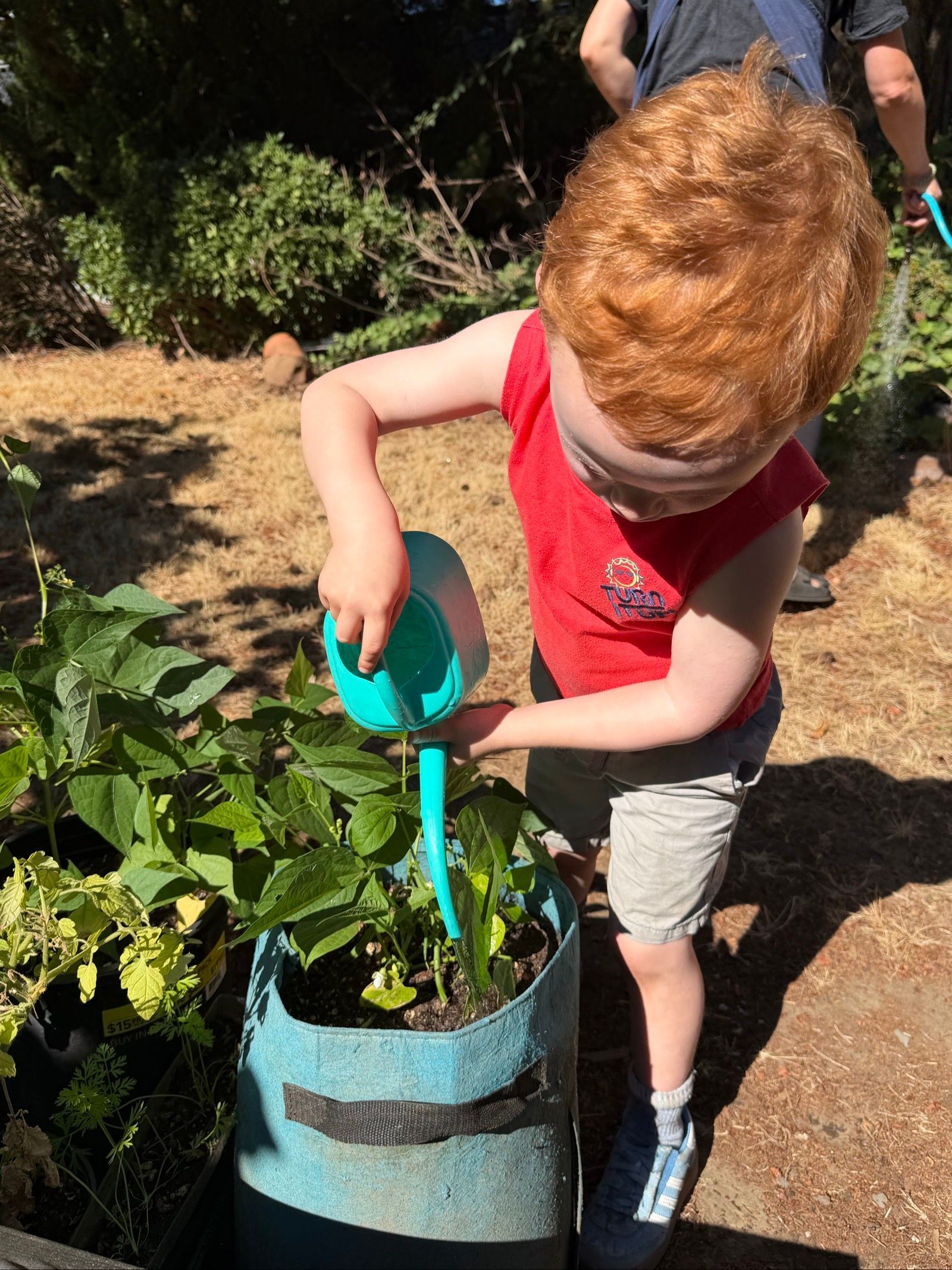 Child watering a plant in a blue planter outdoors, using a green watering can.