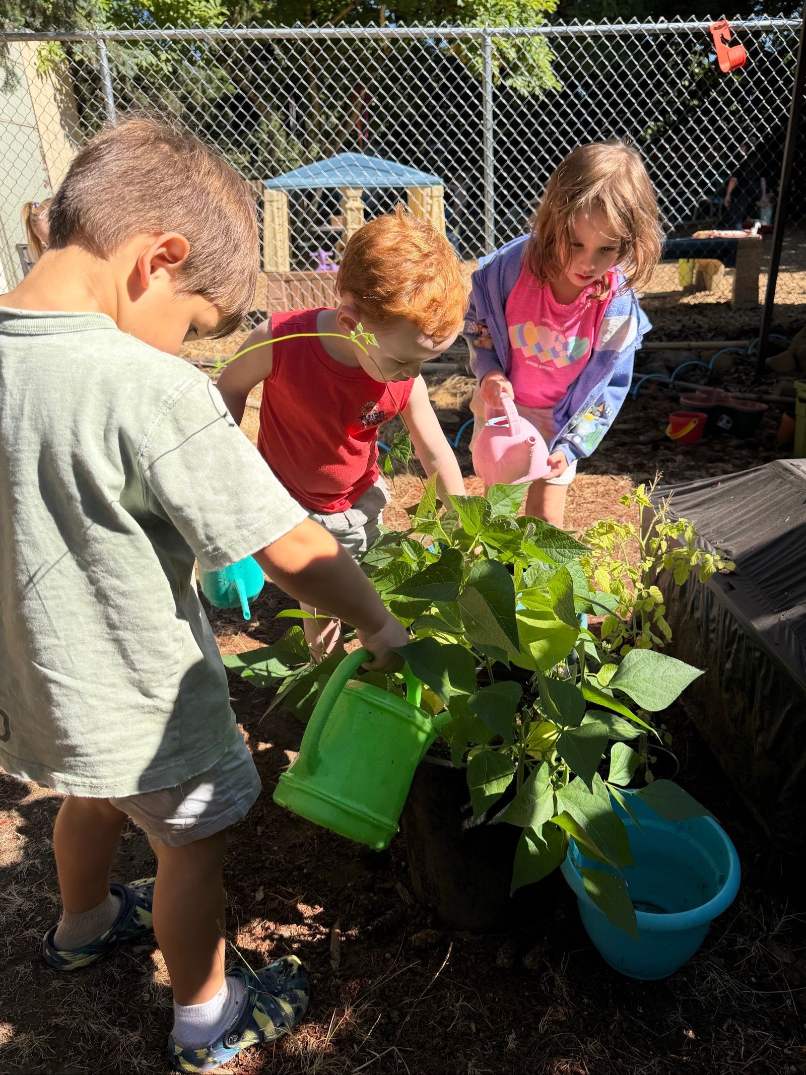 Three children water plants in a garden with colorful buckets and a chain-link fence.