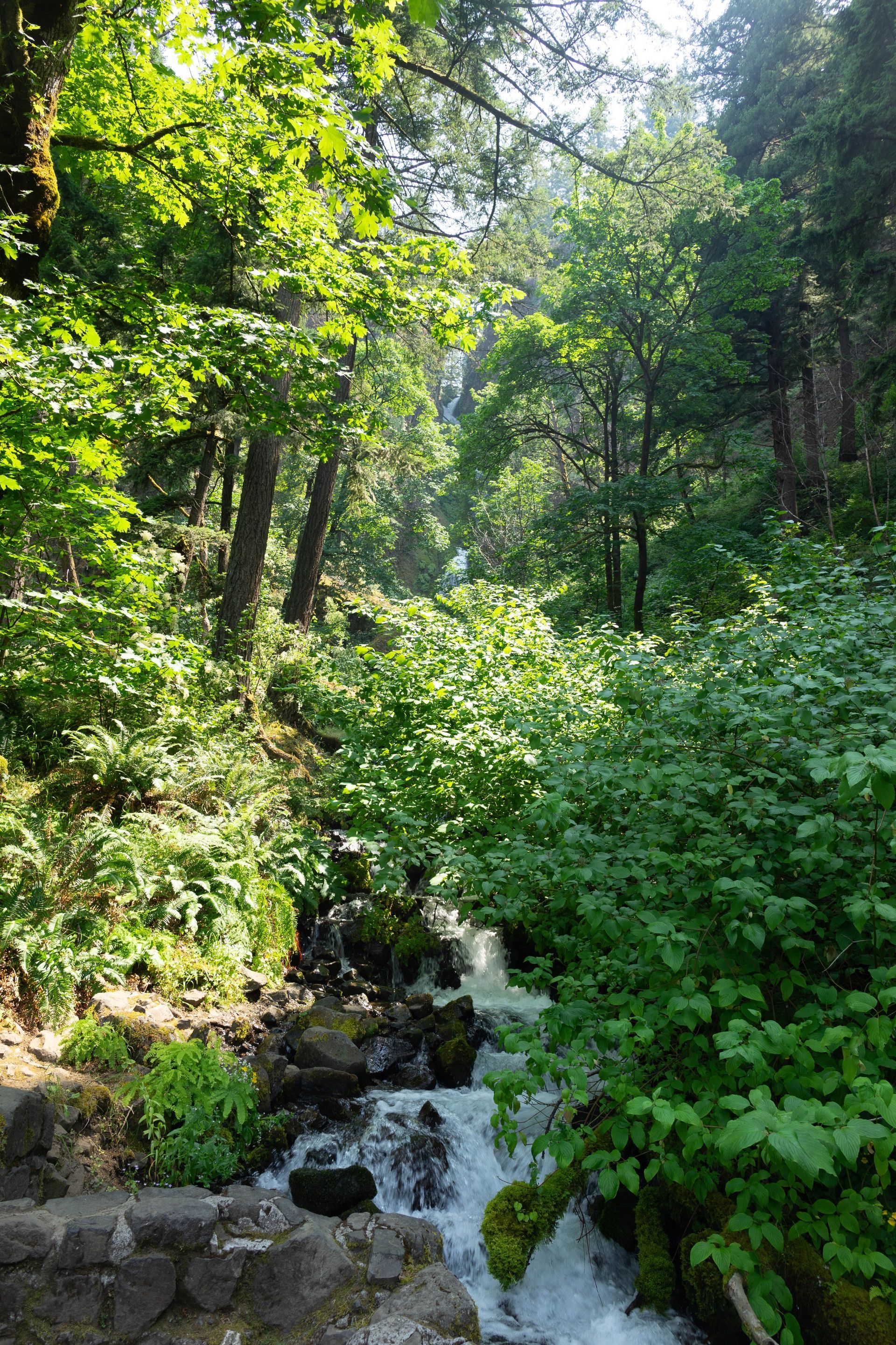 Dense green forest with a small stream flowing over rocks in sunlight