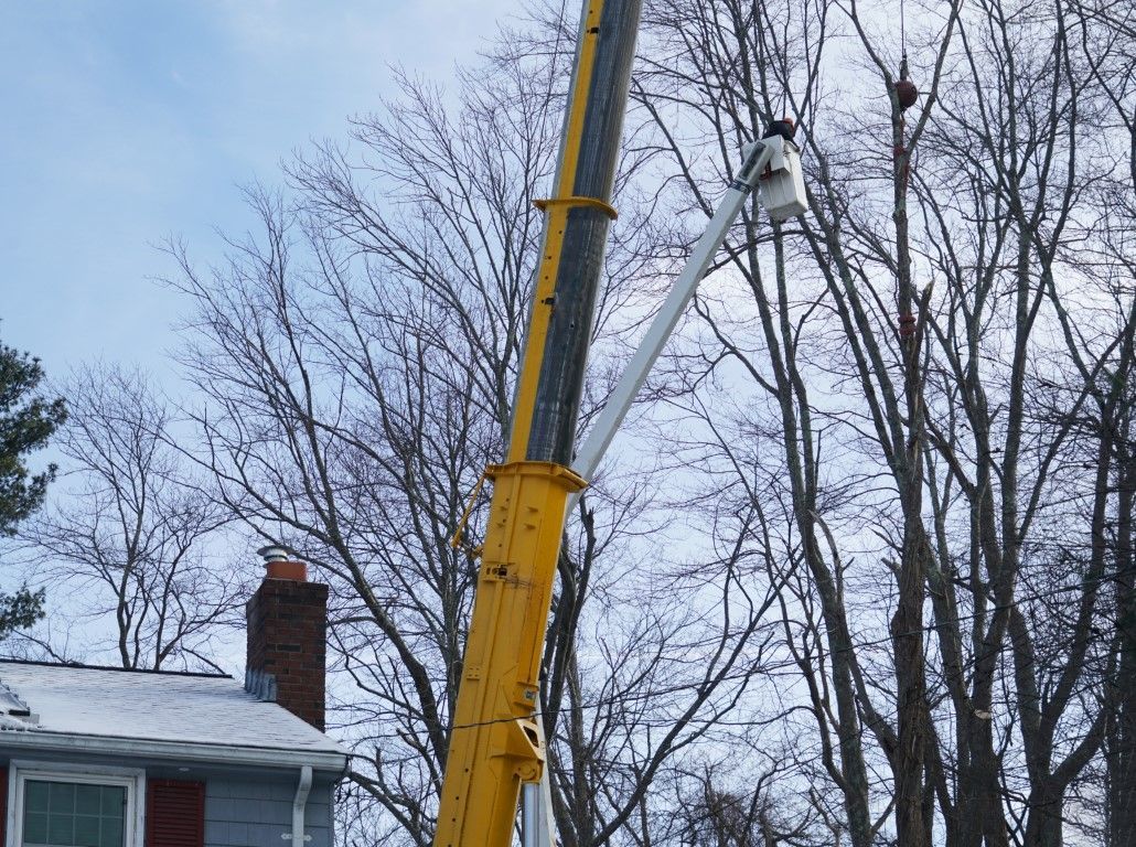 crane with tree contractor in bucket