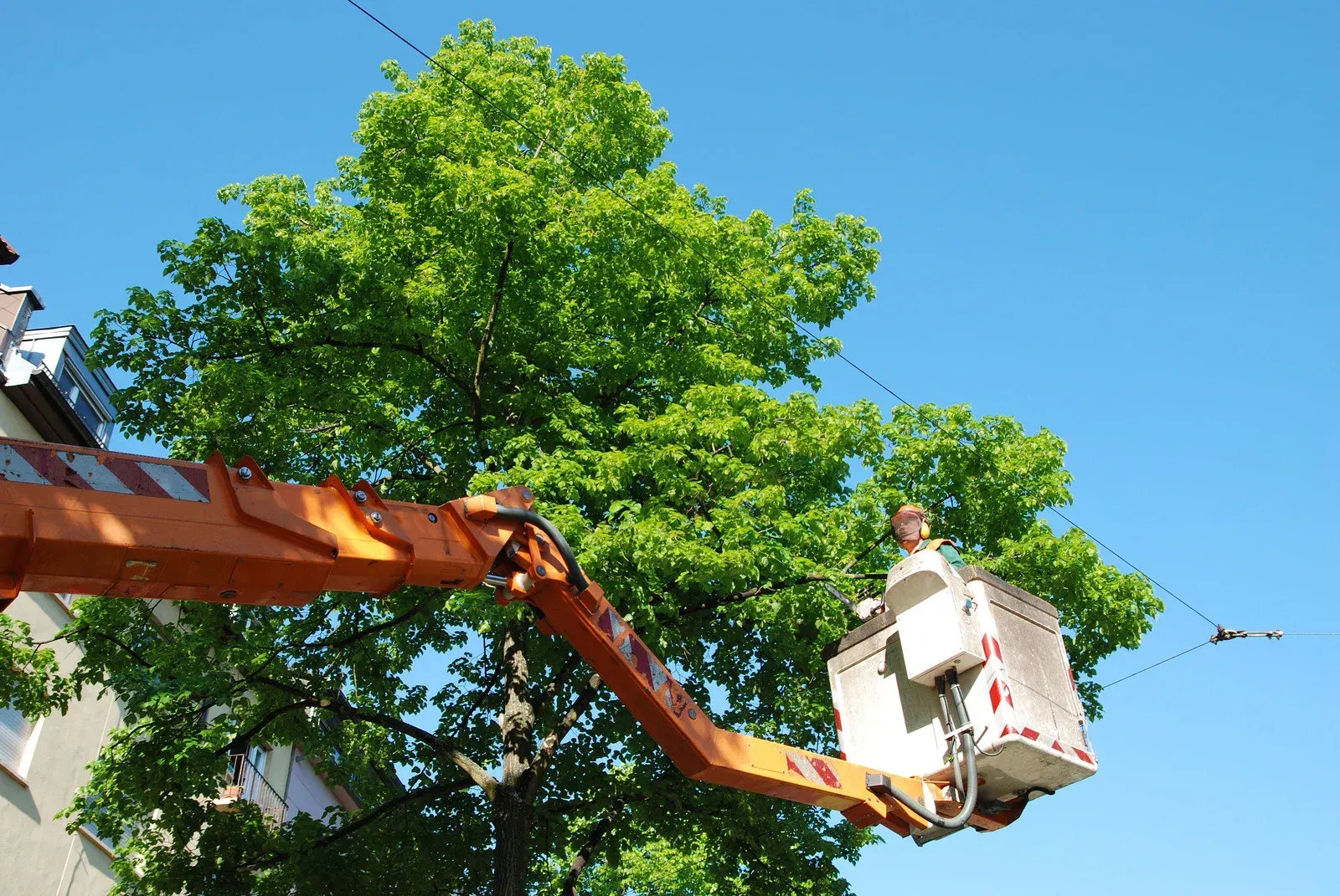 tree contractor on crane trimming tree overgrowing into power lines