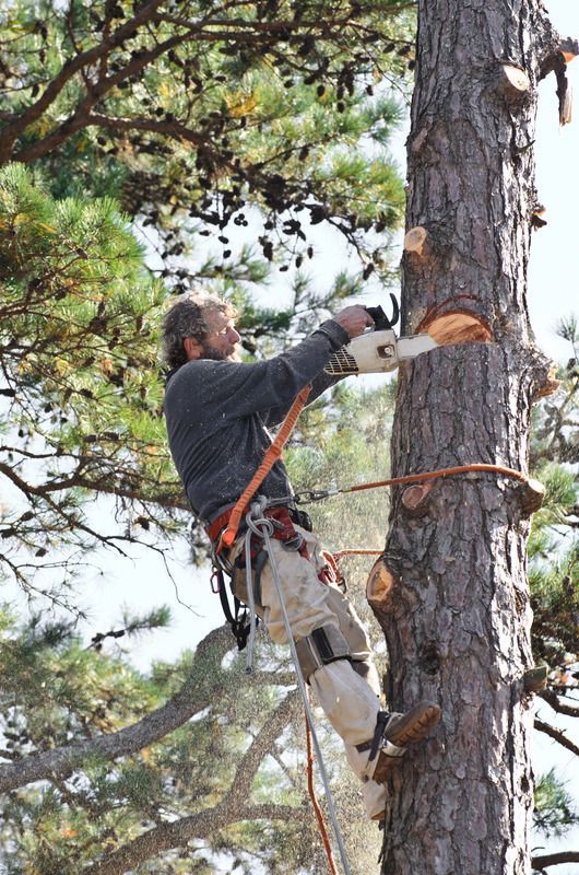 tree contractor on tree climbing gear with a chainsaw, cutting tree section by section