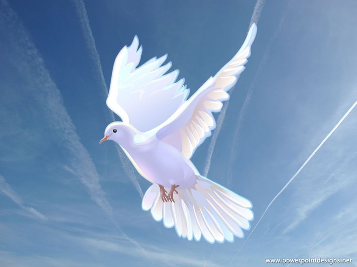 A white dove is flying through a blue sky