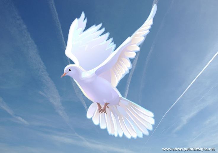 A white dove is flying in the sky with its wings spread