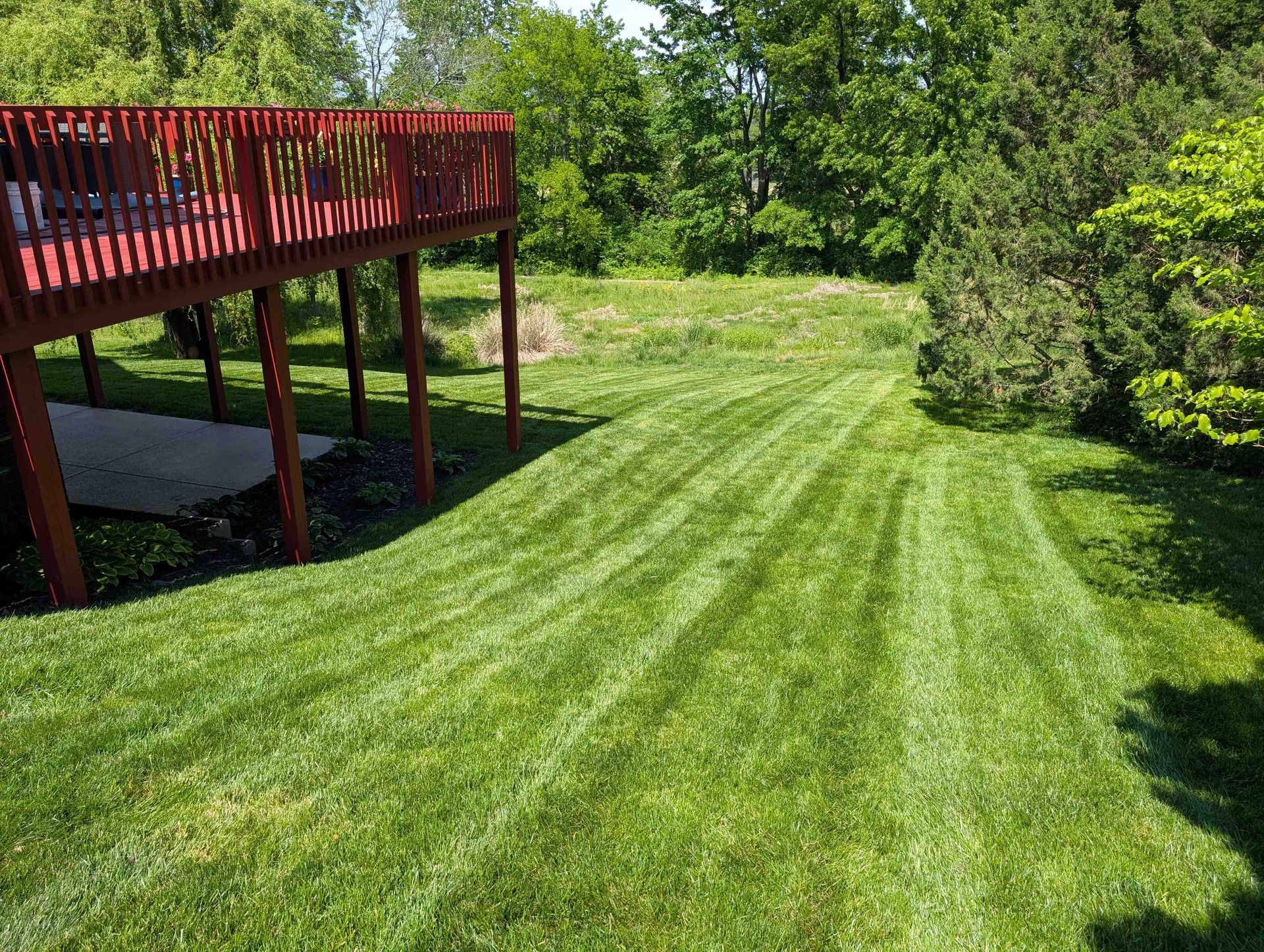 Green lawn beside a red wooden deck in a sunny backyard, bordered by trees and shrubs.
