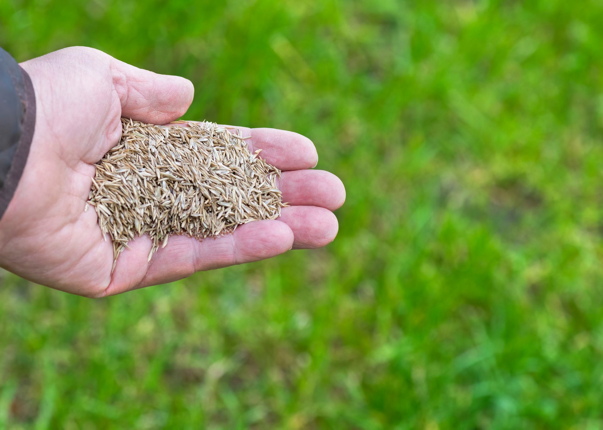 Hand holding a pile of grass seed above a green lawn.