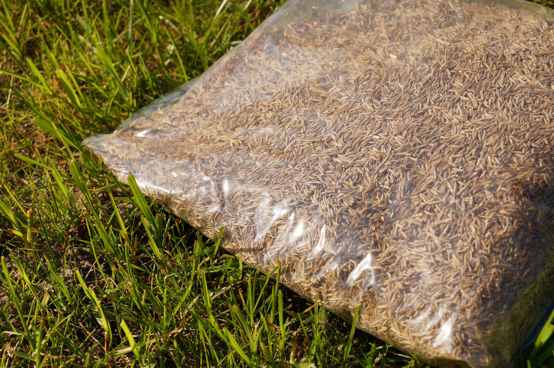 Bag of grass seed on green grass.