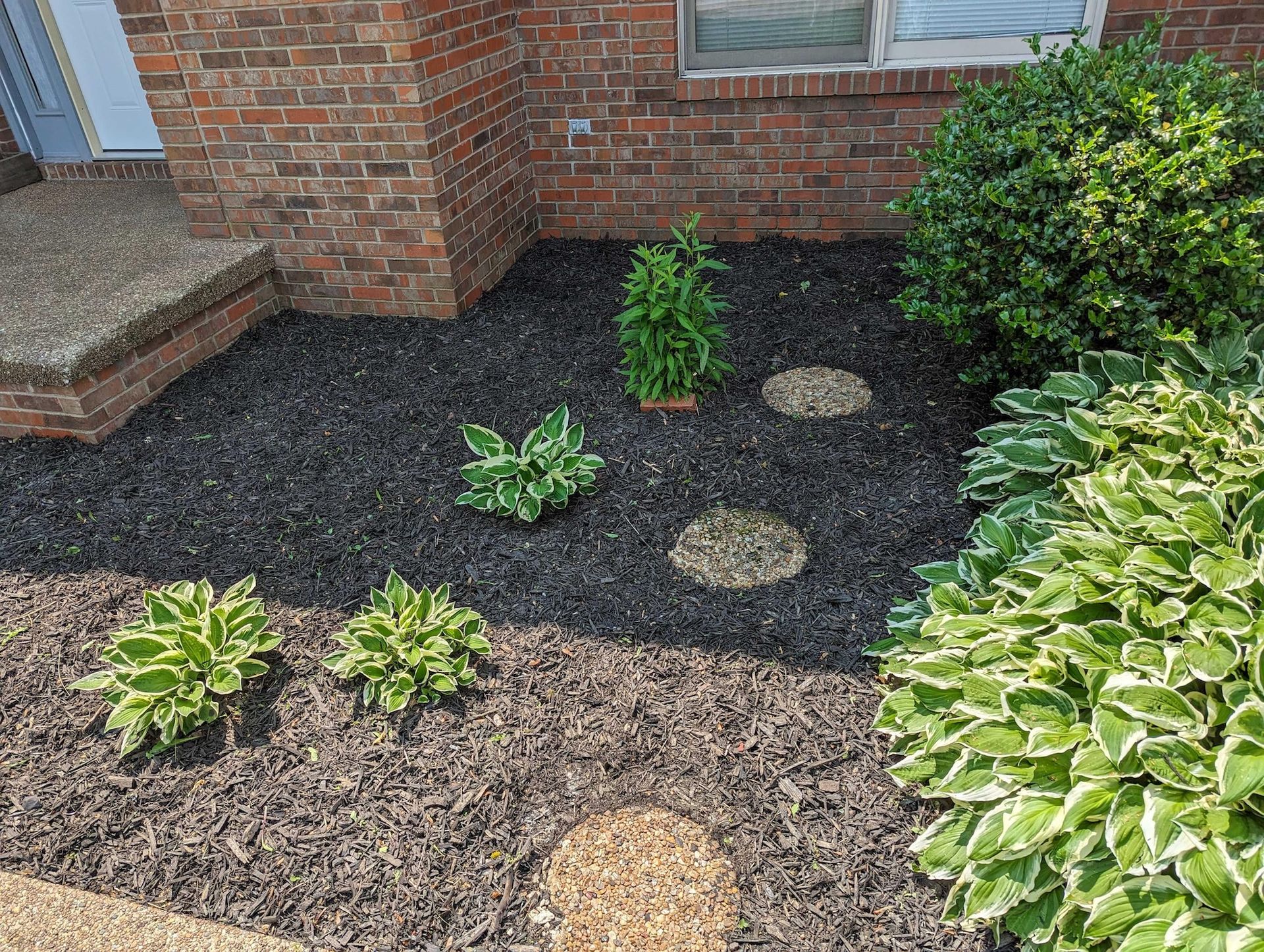 Brick house front garden bed with black mulch, hostas, stepping stones, and a small shrub.