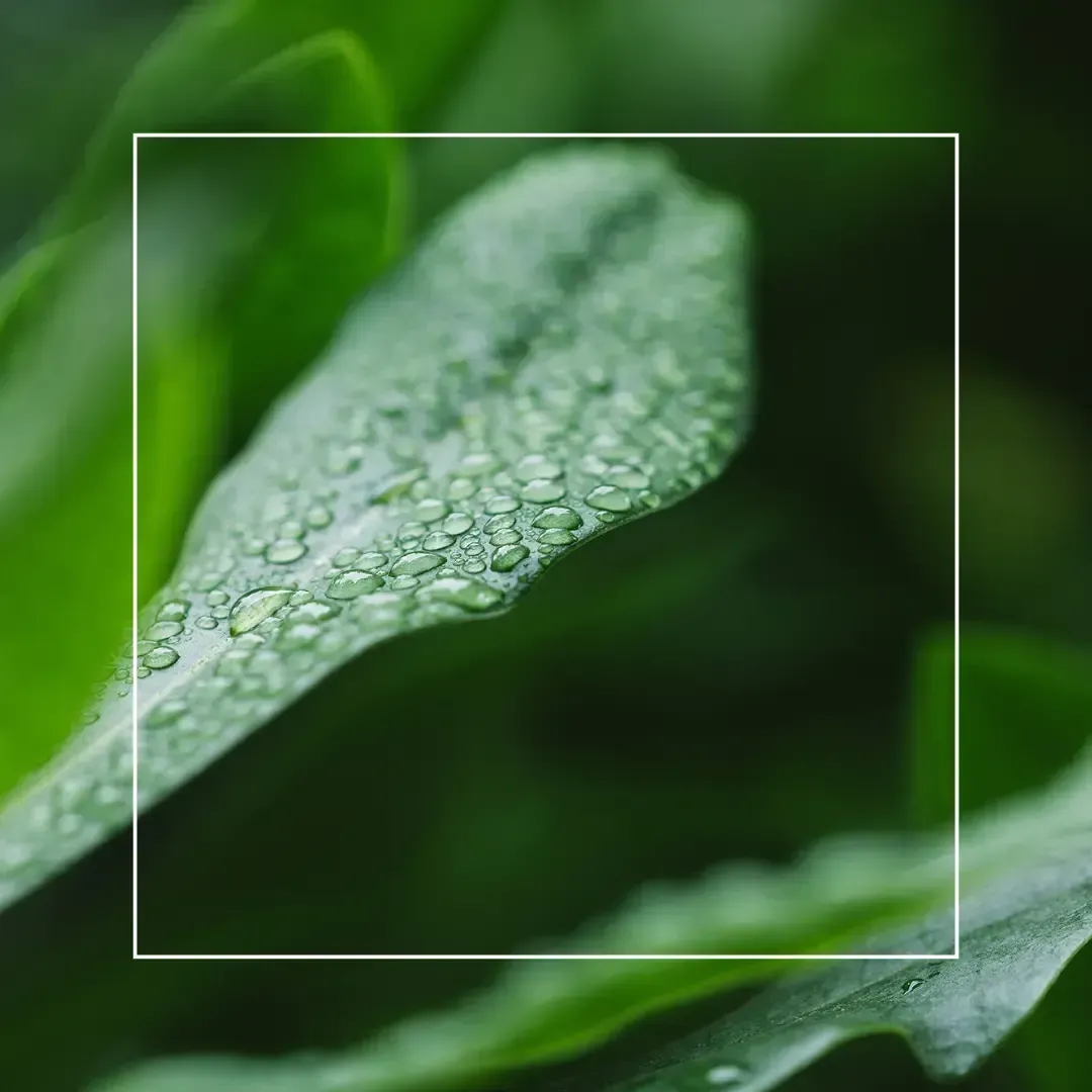 Water droplets covering a vibrant green leaf, captured in a close-up with a white border overlay.