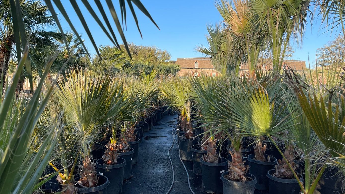 A row of potted plants in a garden with a house in the background.