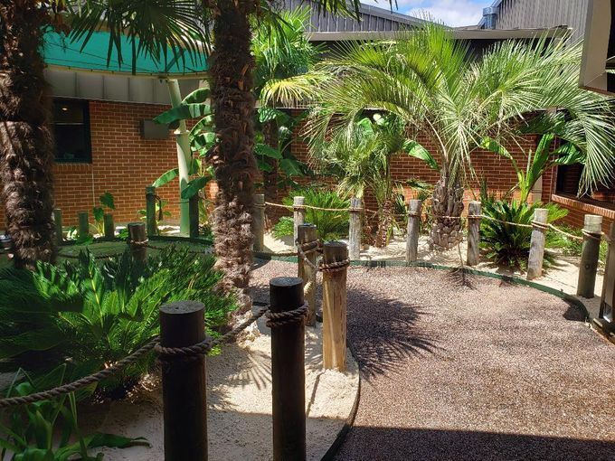 A lush green garden with palm trees and a brick building in the background