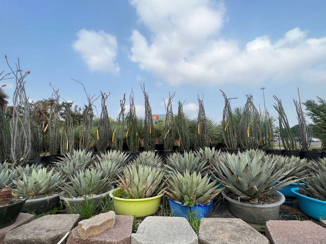 A bunch of potted plants are sitting on top of a brick walkway.