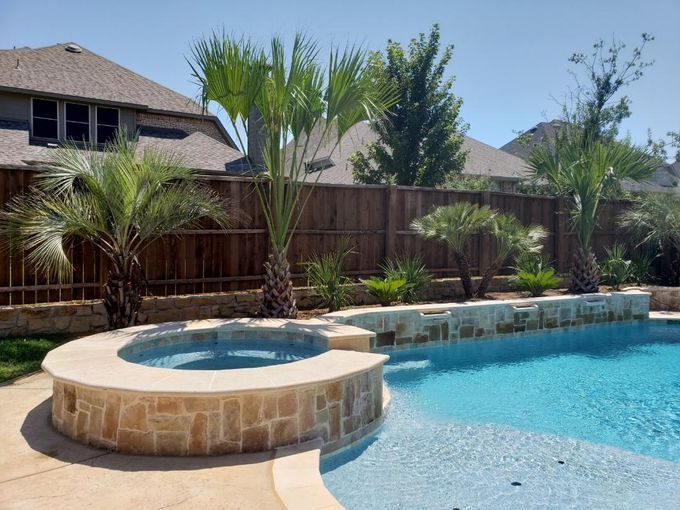 A large swimming pool surrounded by palm trees and a wooden fence