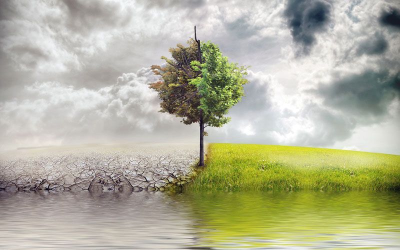 Tree with half dry, cracked land and half lush green grass, with a cloudy sky.