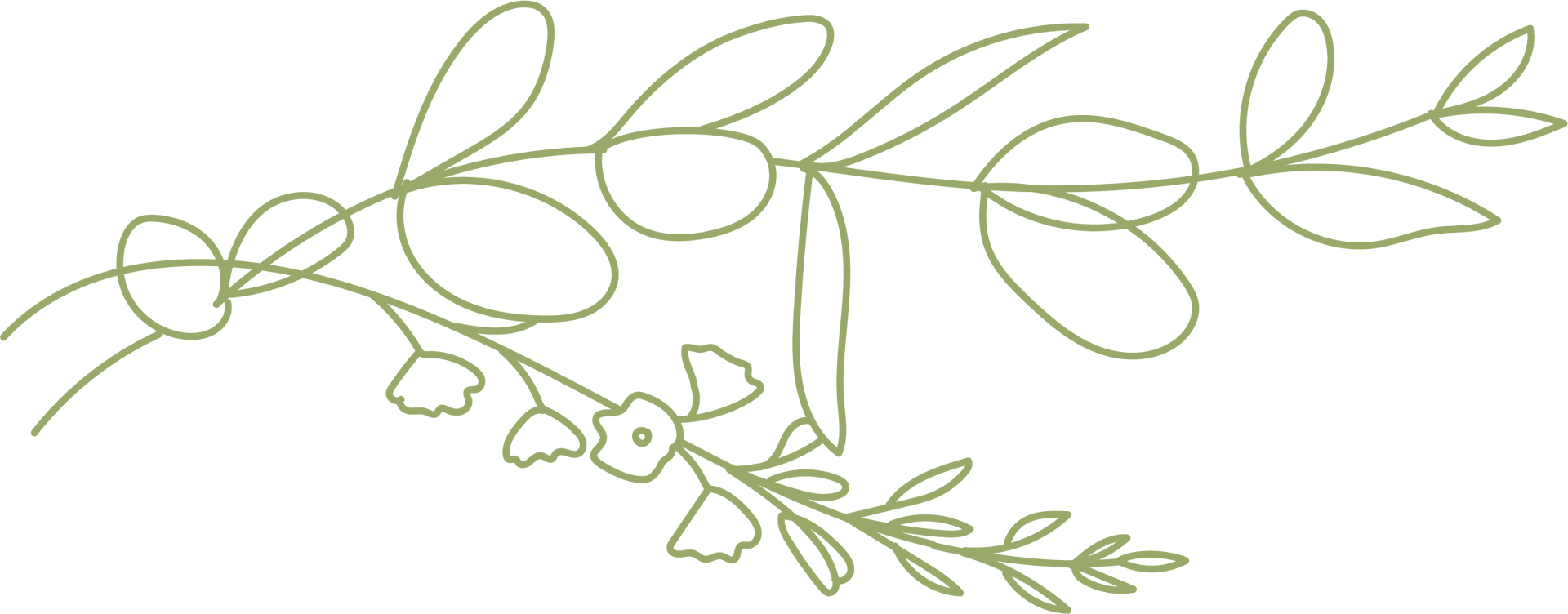 A delicate, hand-drawn outline of a green botanical branch with rounded leaves and small flowers. A delicate, hand-drawn outline of a green botanical branch with rounded leaves and small flowers.