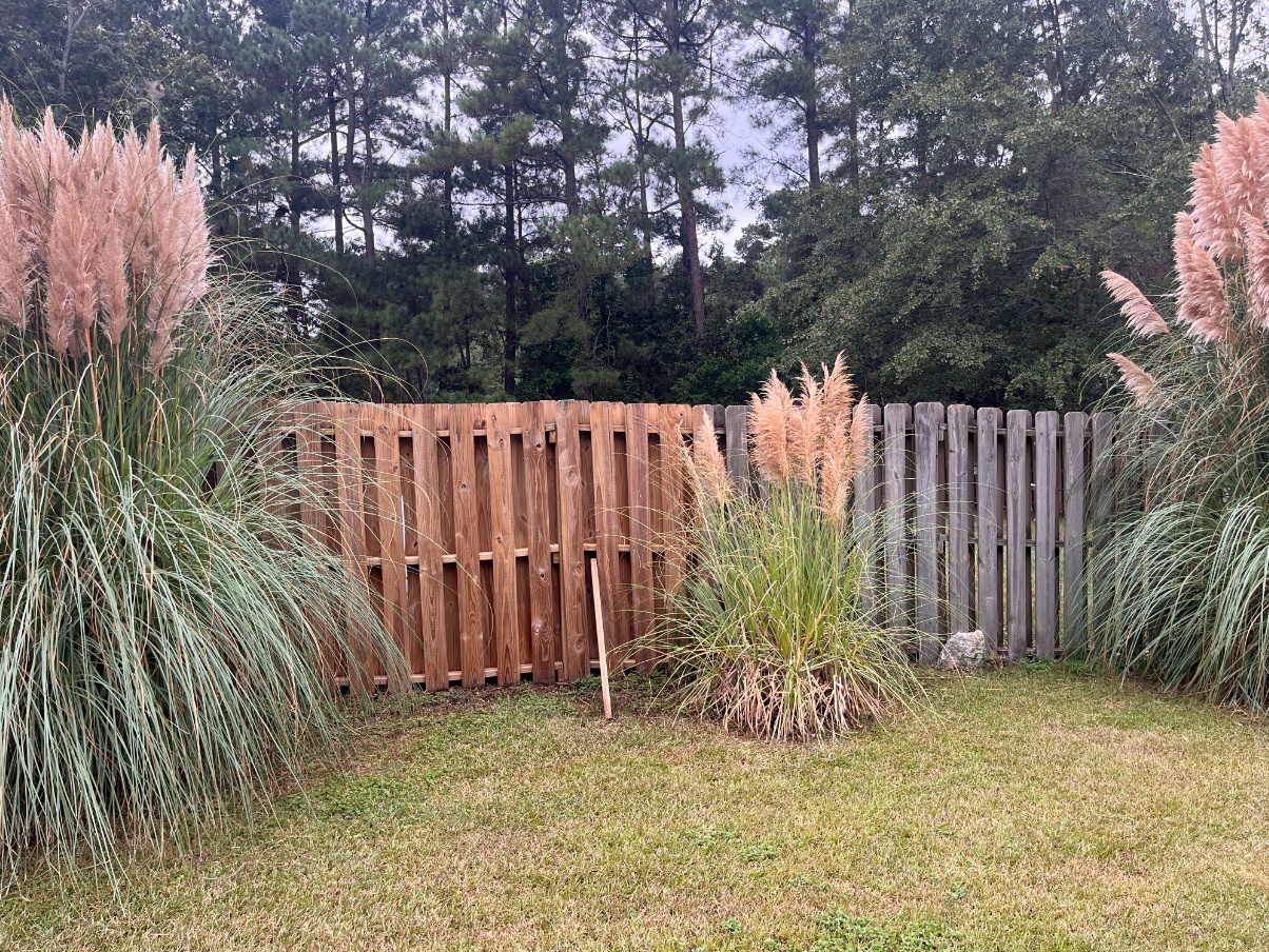 Backyard with tall ornamental grasses, wooden fence panels, and trees in the background