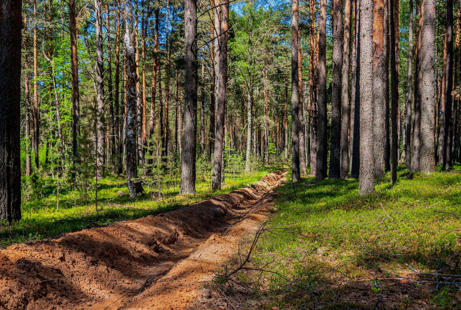A sunny forest with tall trees and a freshly dug, earthen trench cutting through the green grass.
