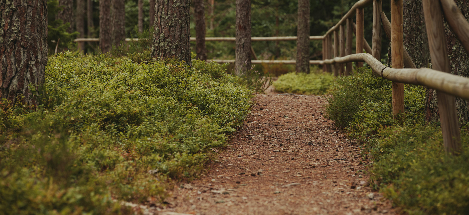 Forest path with a wooden railing and green foliage on either side.