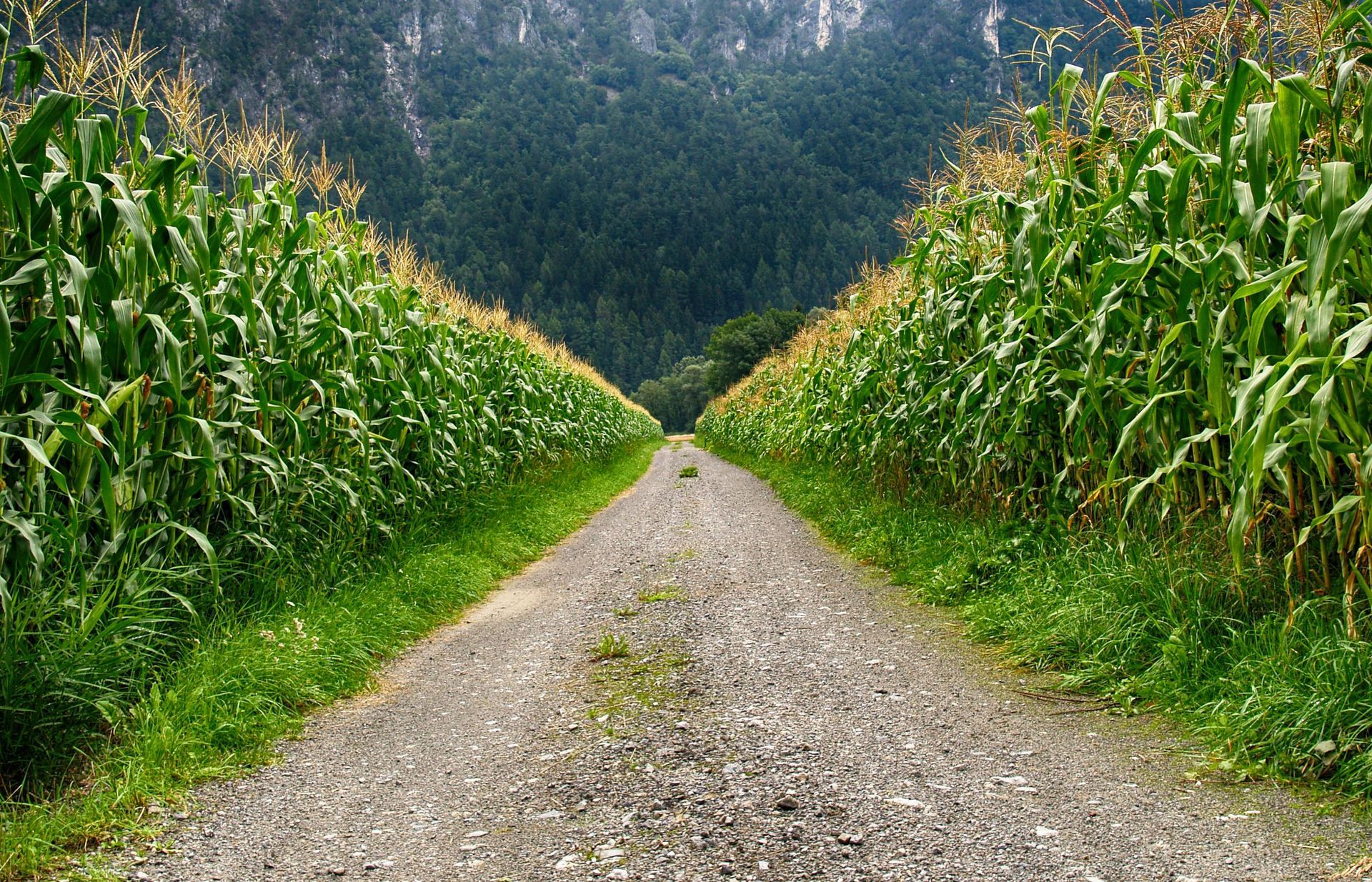 Gravel road through tall cornfields, leading towards a mountain with green foliage.