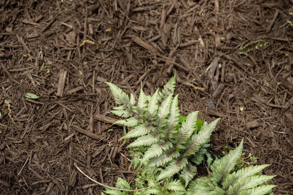 Enhance Moisture Retention & Temperature Regulation for Your Soil with New Mulch from Quality Cut.