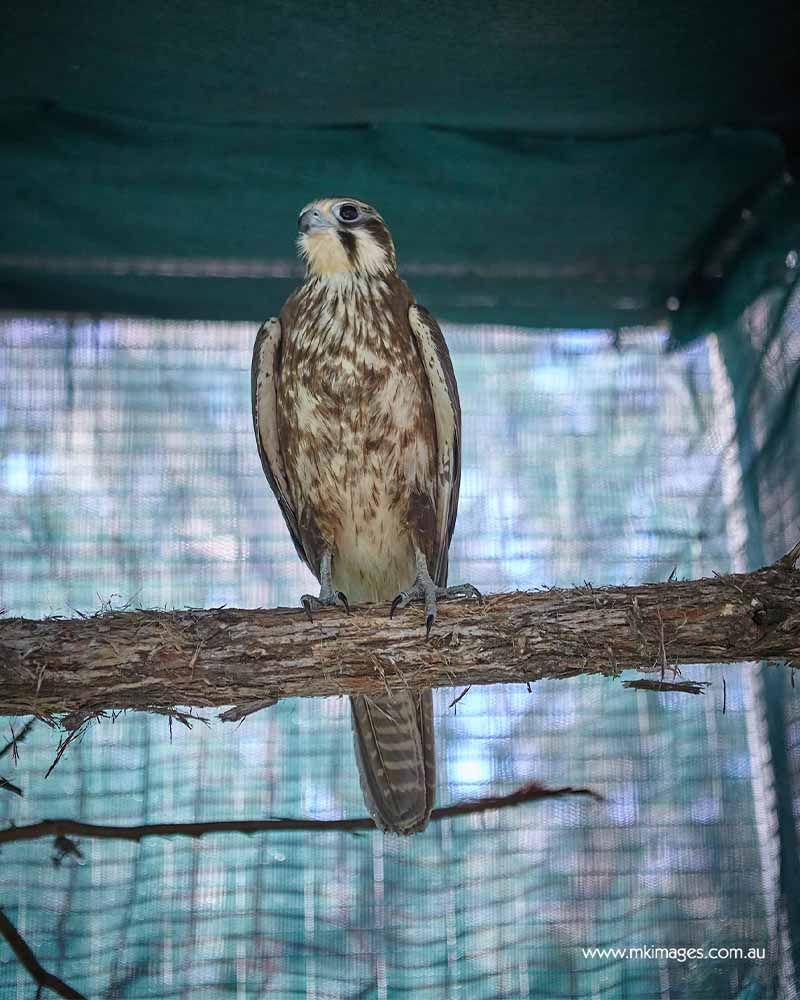 Brown Falcon