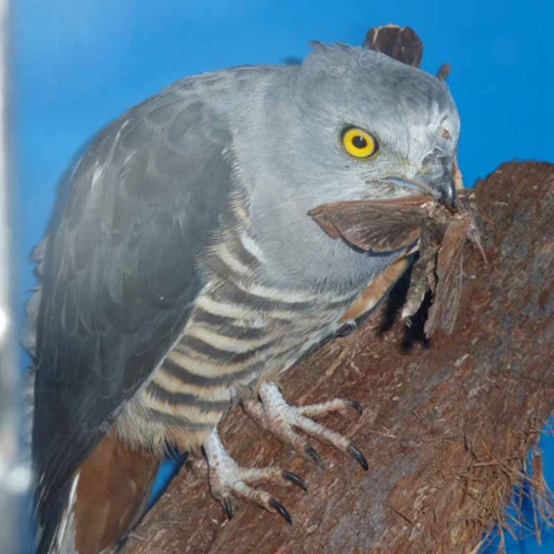 Diurnal birds of prey - Field Guide, ARCC Inc.