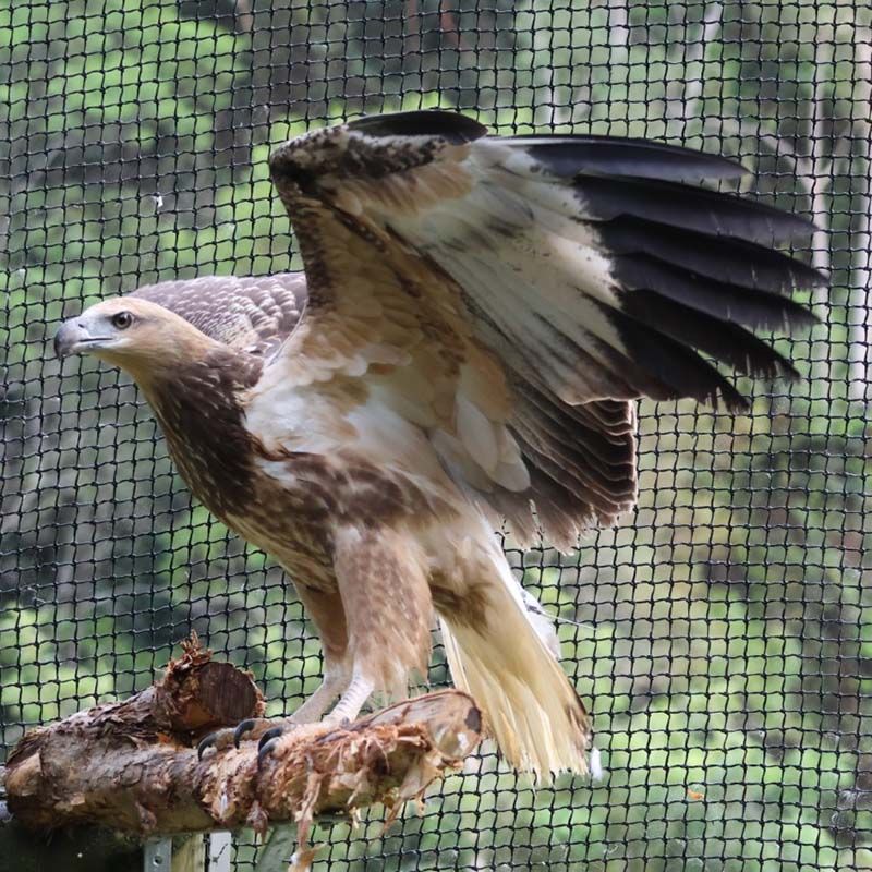 Tracking Project - Australian Raptor Care and Conservation Inc.