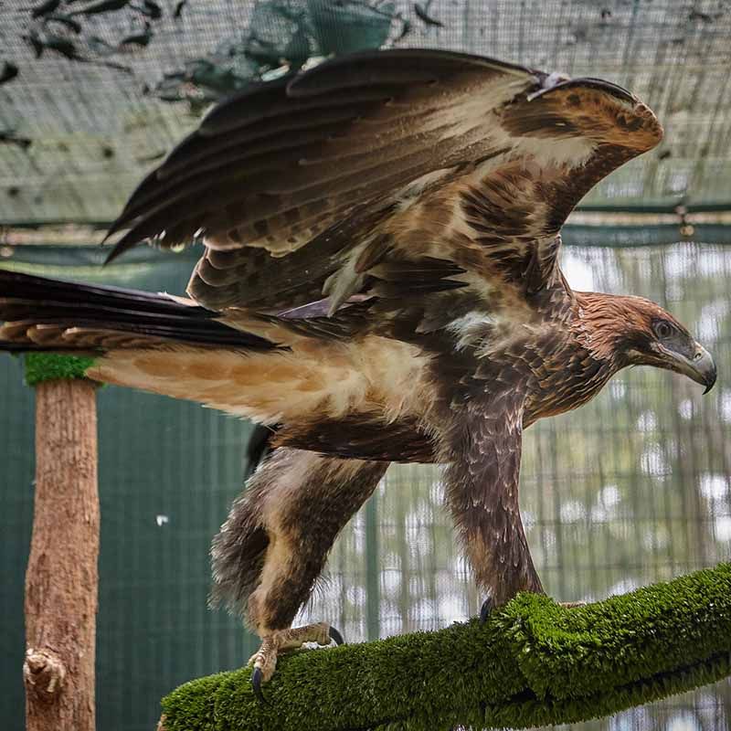 Tracking - Australian Raptor Care and Conservation Inc.