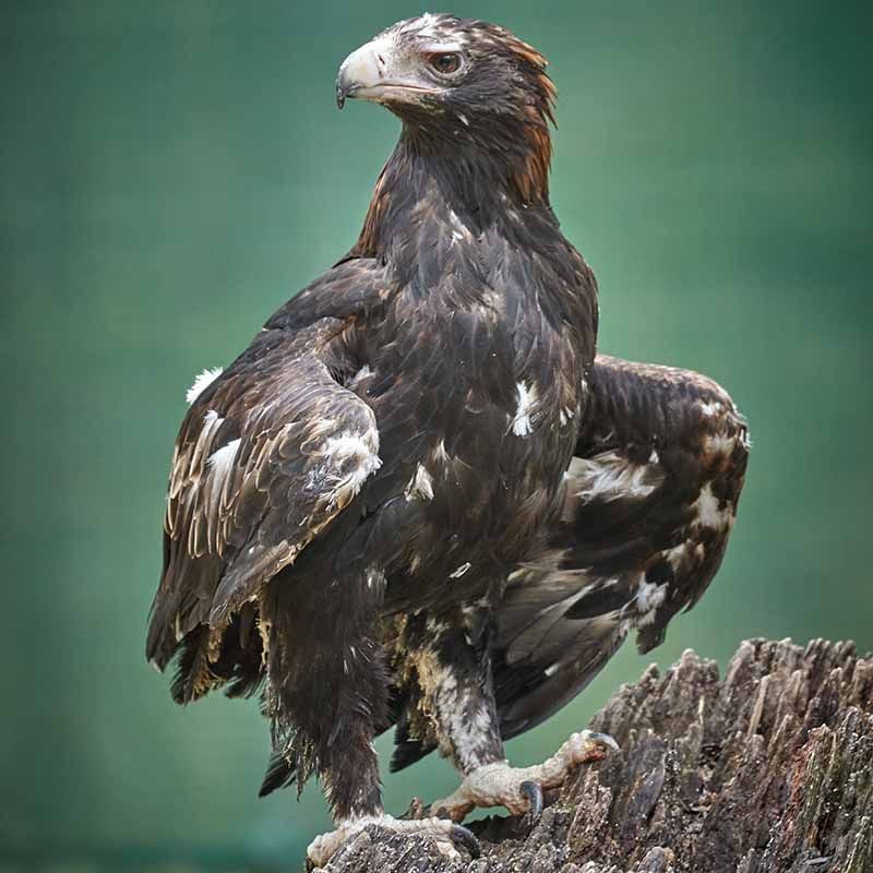 Feather Banking - Australian Raptor Care and Conservation Inc.