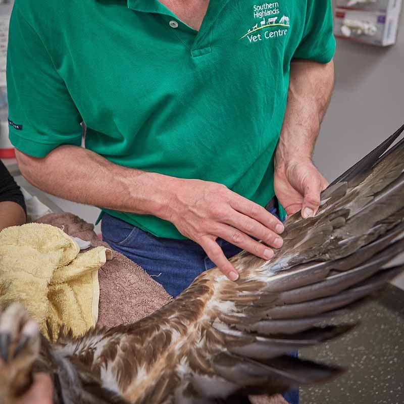 Avian and Wildlife Vets - Australian Raptor Care and Conservation Inc.