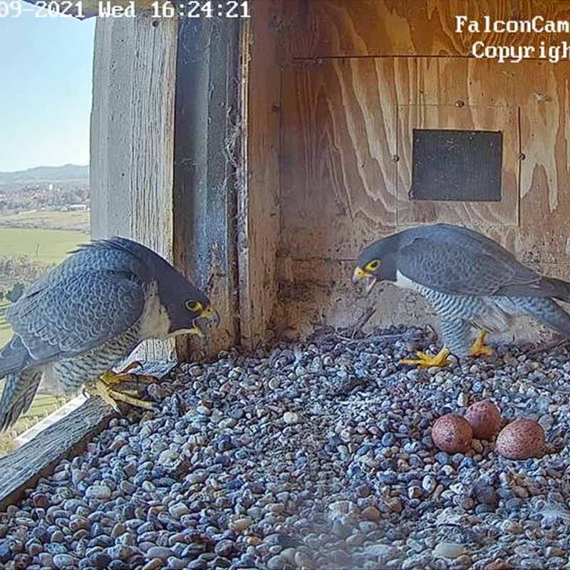Birdwatching Online - Australian Raptor Care and Conservation Inc.