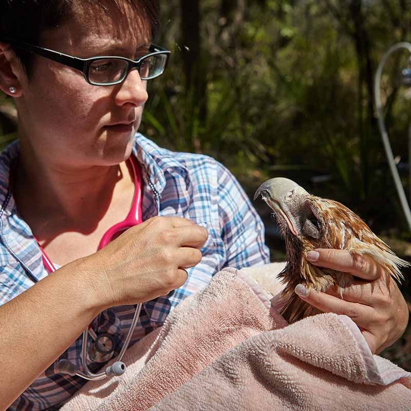 Wildlife and Rehabilitation Groups - Australian Raptor Care and Conservation Inc.
