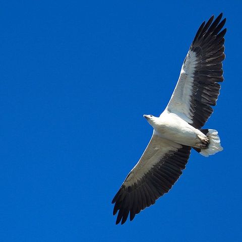 Tracking  - Australian Raptor Care and Conservation Inc. 