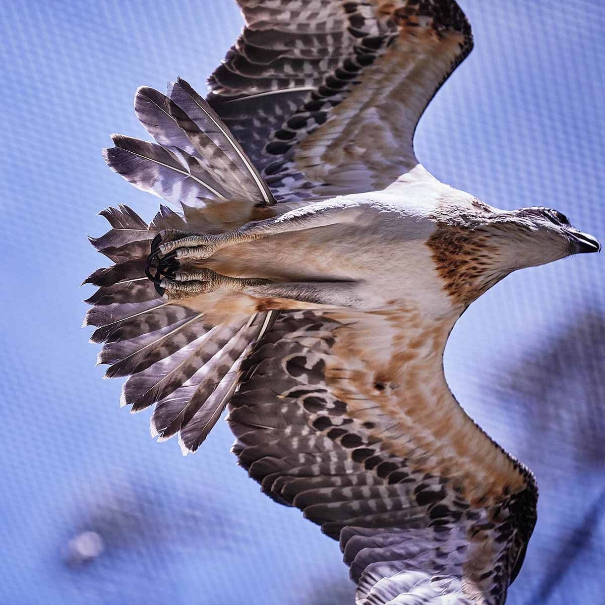 ARCC - Eastern Osprey ( Pandion cristatus )