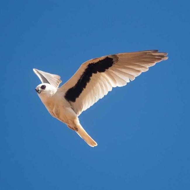 Diurnal Birds of Prey in Australia