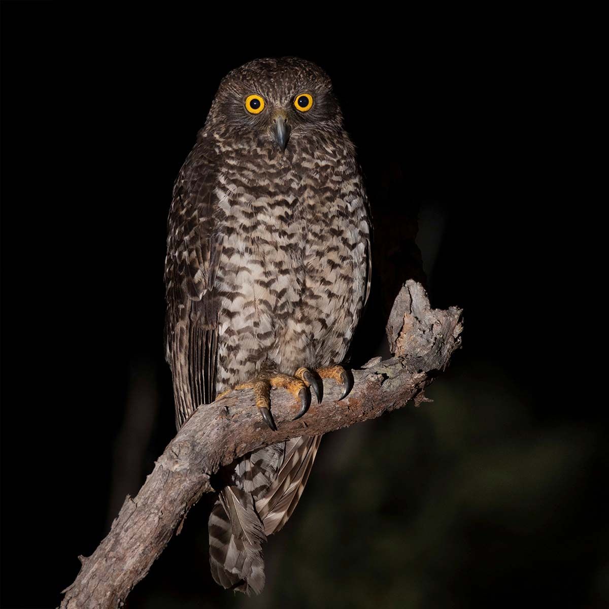 Nocturnal Birds of Prey in Australia