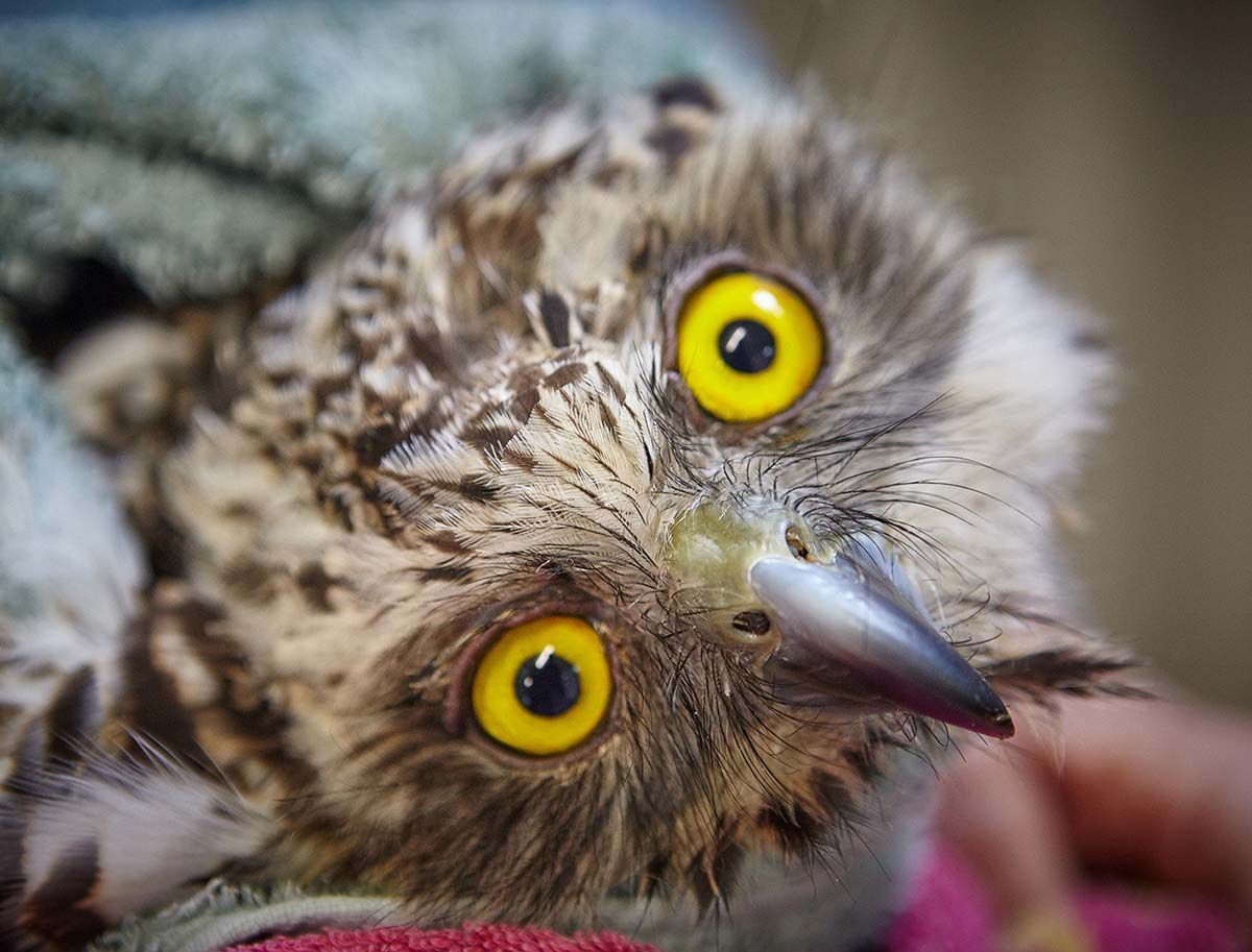 ARCC - Photo of a Powerful Owl (Ninox strenua) by Peg McDonald