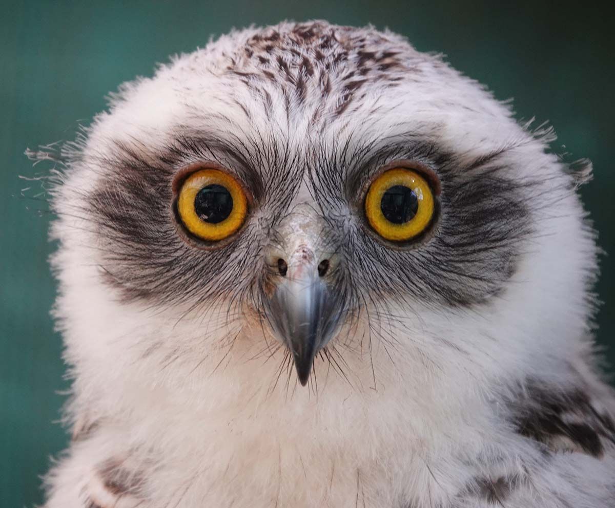 ARCC - Photo of a Powerful Owl (Ninox strenua) by Peg McDonald