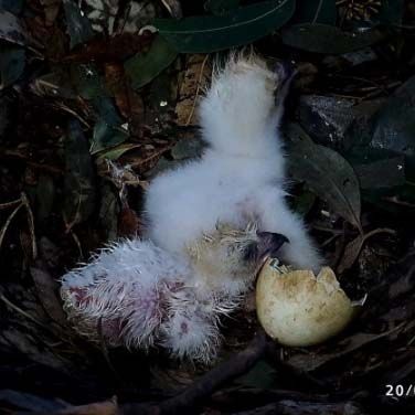 Tracking - SE30 - White Bellied Sea Eagle - EagleCam