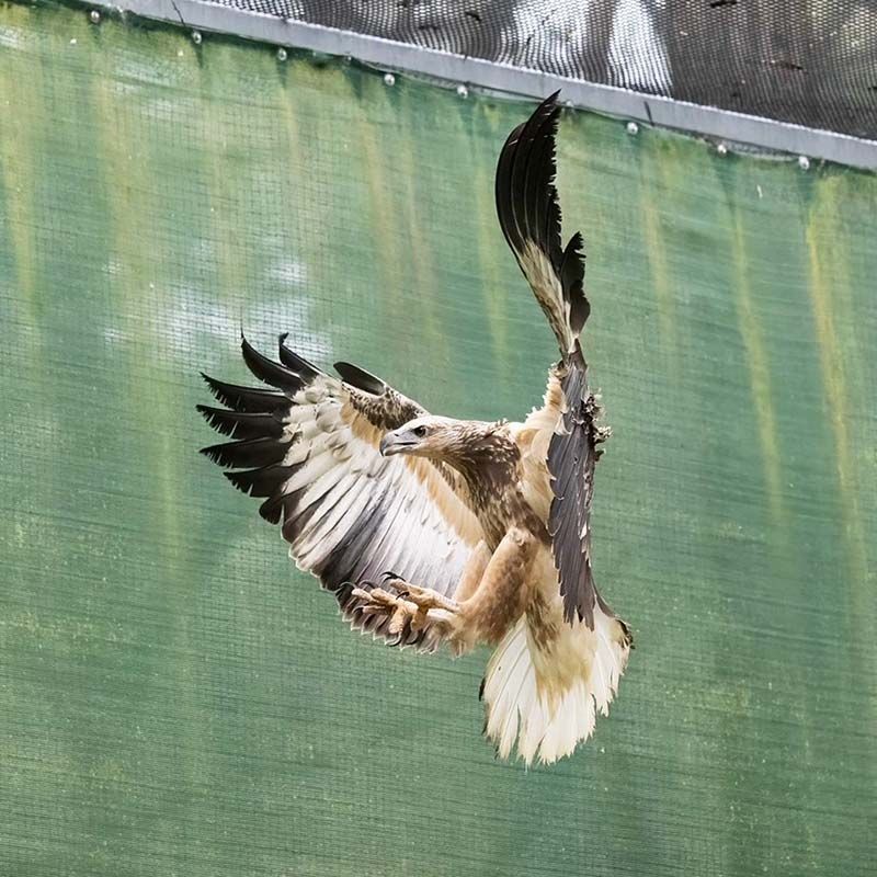 Tracking - SE30 - White Bellied Sea Eagle