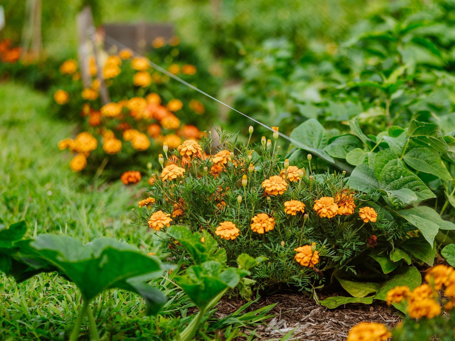 Flowers planted at the community garden